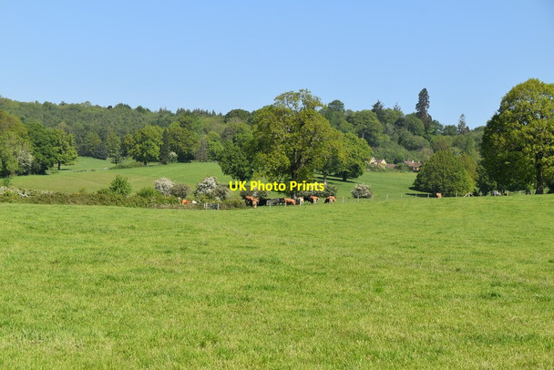 Photo 6"x4" Cattle grazing Bayley's Hill c2021