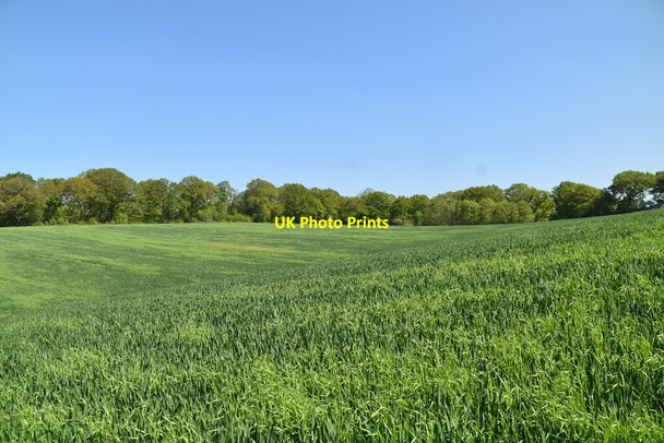 Photo 6"x4" Arable field Bayley's Hill c2021