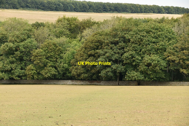Photo 6"x4" Friston Forest East Dean\/TV5598 c2020