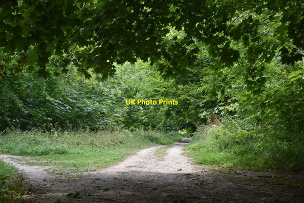 Photo 6"x4" Footpath, Friston Forest East Dean\/TV5598 c2020
