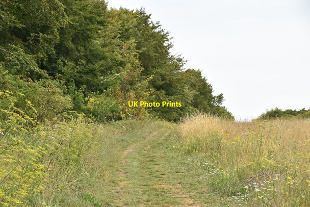 Photo 6"x4" Bridleway, Friston Hill East Dean\/TV5598 c2020