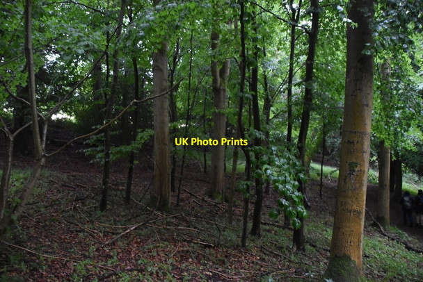 Photo 6"x4" Hills Wood Parmoor c2020 P1