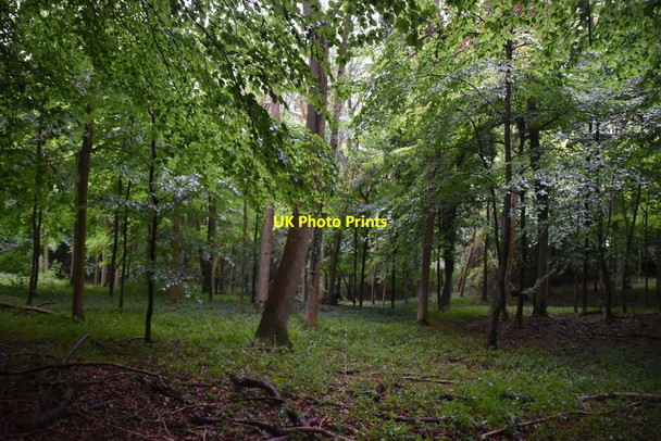 Photo 6"x4" Hills Wood Parmoor c2020 P2