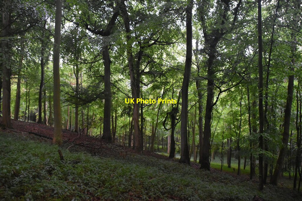 Photo 6"x4" Hills Wood Parmoor c2020 P3