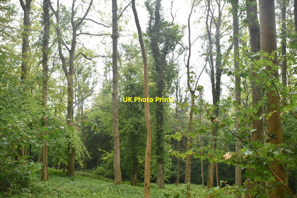 Photo 6"x4" Hills Wood Colstrope c2020