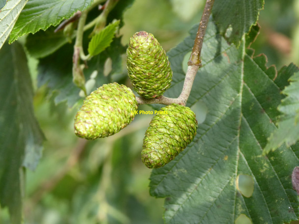 Photo 6"x4" Female alder catkins Blackmore End\/SO8144 c2021