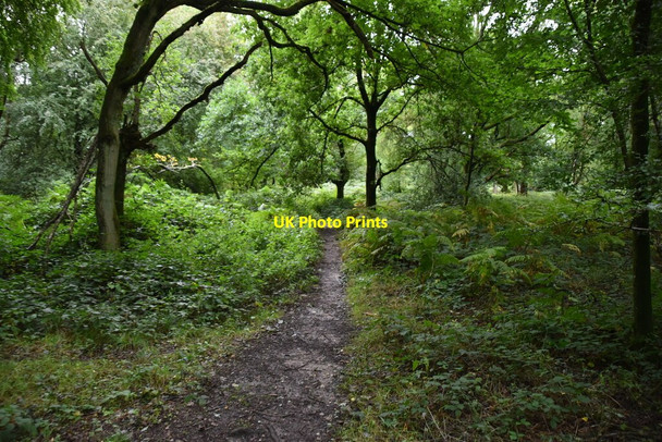 Photo 6"x4" Bridleway, Commonhill Wood Ibstone c2020