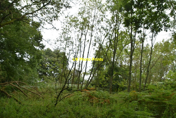 Photo 6"x4" Parsonage Wood Ibstone c2020