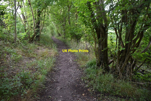 Photo 6"x4" Woodland bridleway Northend\/SU7392 c2020 P1