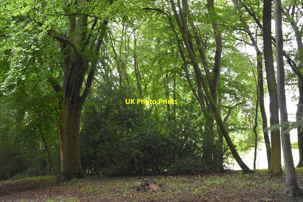 Photo 6"x4" Woodland by Holloway Rd Turville Heath c2020