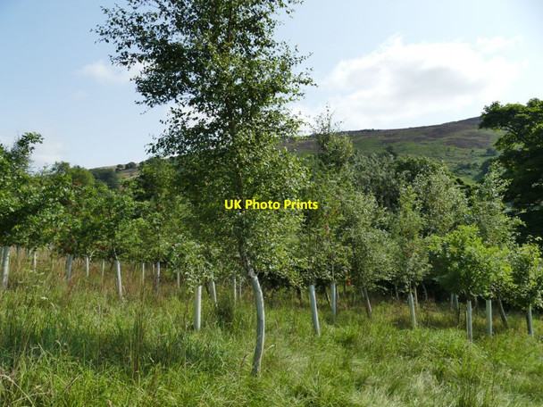 Photo 6"x4" Roskell Wood Skyreholme c2021