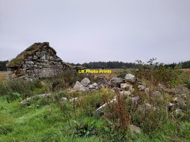 Photo 6"x4" Balmogie near Rumster Forest Clashcraggan c2021