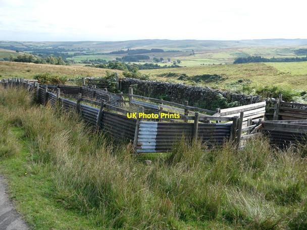 Photo 6"x4" Sheepfold on Thorneyburn Common Greenhaugh\/NY7987 c2021