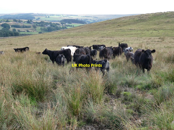 Photo 6"x4" Bullocks on Thorneyburn Common Greenhaugh\/NY7987 c2021