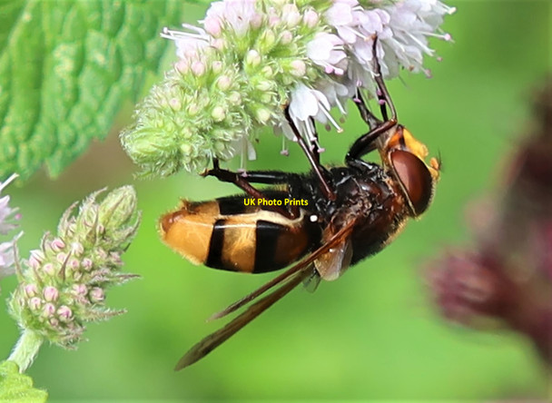 Photo 6"x4" A hornet hoverfly on mint flowers, Churchland Lane Sedlescombe c2021