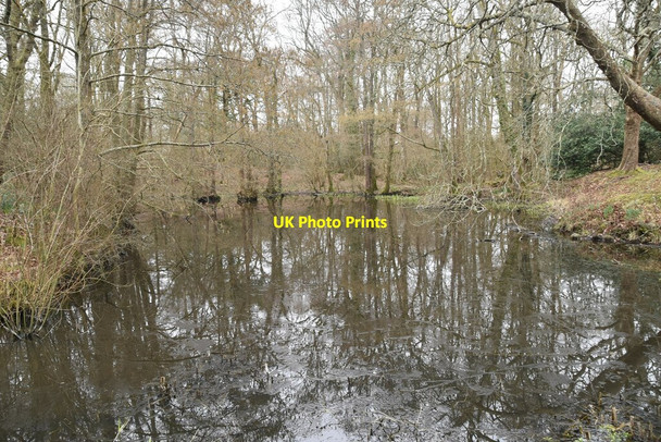 Photo 6"x4" Pond in Grove Wood Burnt Oak\/TQ5127 c2021