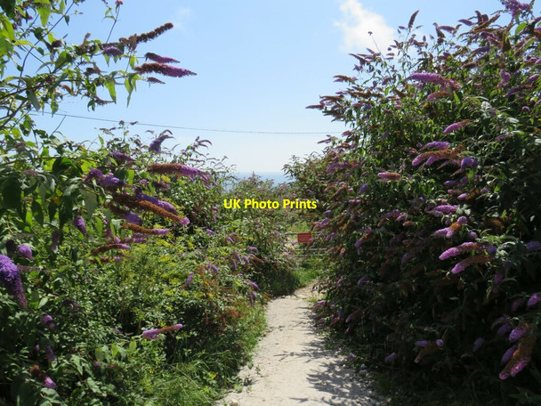 Photo 6"x4" South West Coast Path, Isle of Portland Easton\/SY6971 c2021