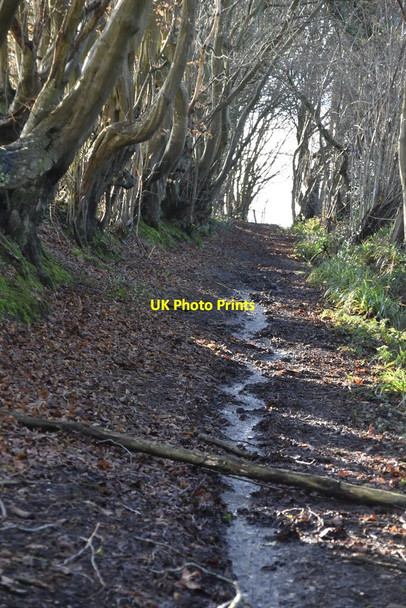 Photo 6"x4" Muddy byway Ponts Green c2020