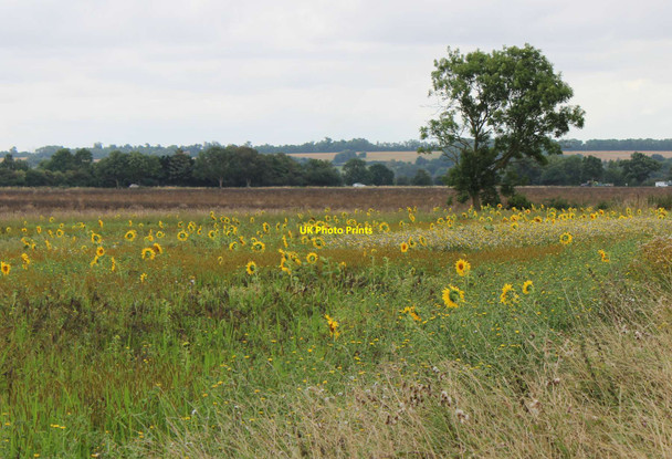Photo 6"x4" Sunflowers, Comberton Road Little Eversden c2021