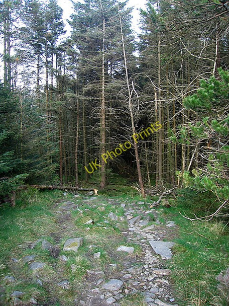 Photo 6"x4" Entrance to Graigddu forest Llyn Du\/SH6529 c2009