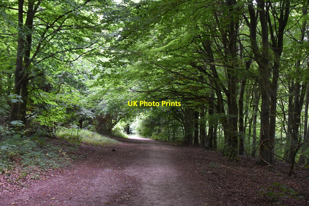 Photo 6"x4" Bridleway, Friston Forest East Dean\/TV5598 c2020