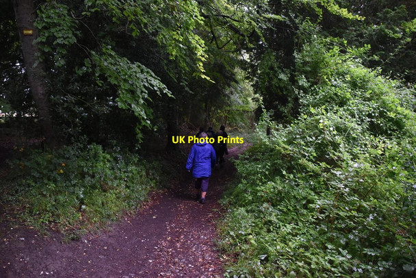 Photo 6"x4" Bridleway, Hatchet Wood Colstrope c2020