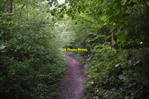 Photo 6"x4" Bridleway, Hatchet Wood Colstrope c2020 P1