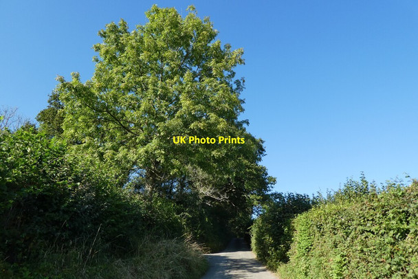 Photo 6"x4" Passing Oak Down Higher Ashton c2021