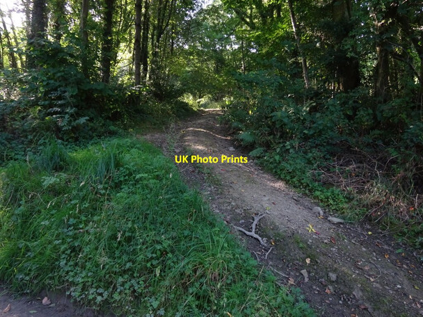 Photo 6"x4" Footpath leading off Heldre Hill to Brunant Brunant\/SJ2809 c2021