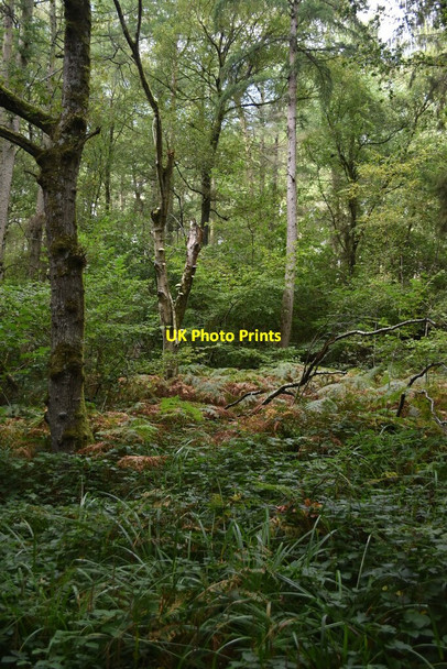 Photo 6"x4" View into Duncliffe Wood from the Hardy Way Stour Row c2021