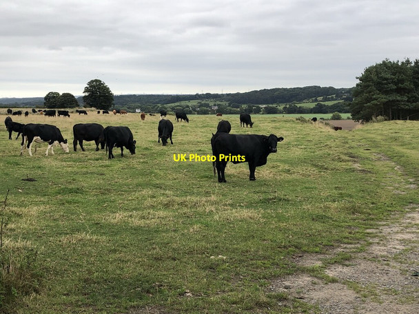Photo 6"x4" Cattle At The Grange Willington\/NZ1935 c2021