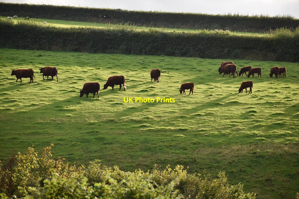 Photo 6"x4" Cows in evening light above Barton Gate Barton Gate\/SS6841 c2021