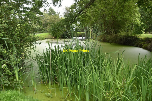 Photo 6"x4" Eutrophic pond Chiddingstone c2021