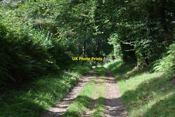Photo 6"x4" Centery Lane Bodley c2021