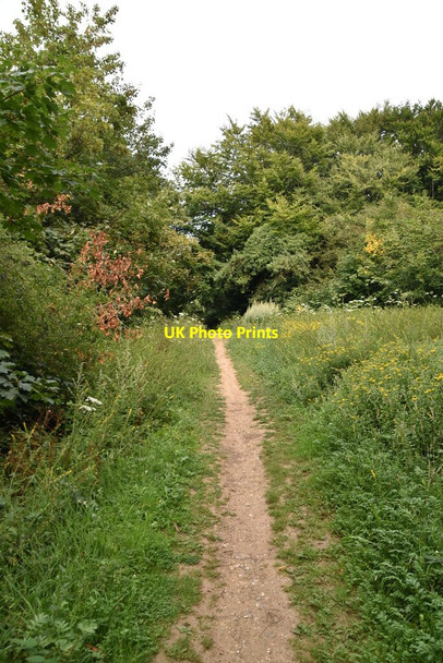 Photo 6"x4" Bridleway, Friston Forest East Dean\/TV5598 c2020