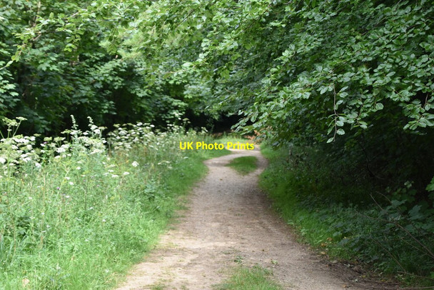 Photo 6"x4" Bridleway, Friston Forest East Dean\/TV5598 c2020 P2