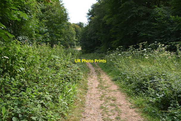 Photo 6"x4" Bridleway, Friston Forest East Dean\/TV5598 c2020 P2