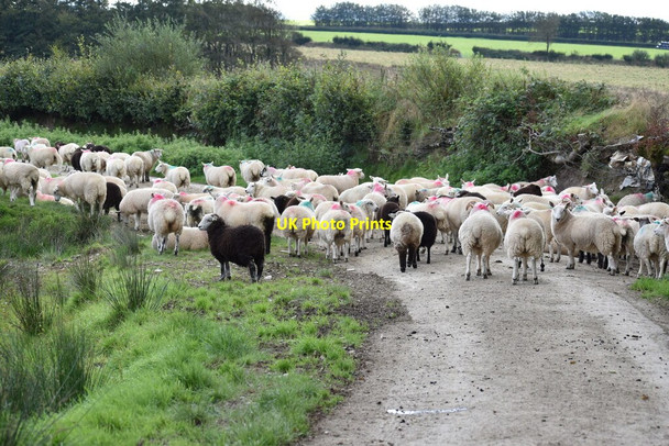 Photo 6"x4" Sheep on the lane Barton Town c2021