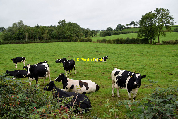 Photo 6"x4" Cattle, Letfern Seskinore c2021