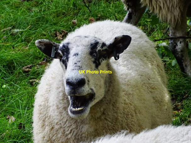 Photo 6"x4" A sheep in an orchard, Manor Farm, Hidcote Bartrim Hidcote Bartrim c2021