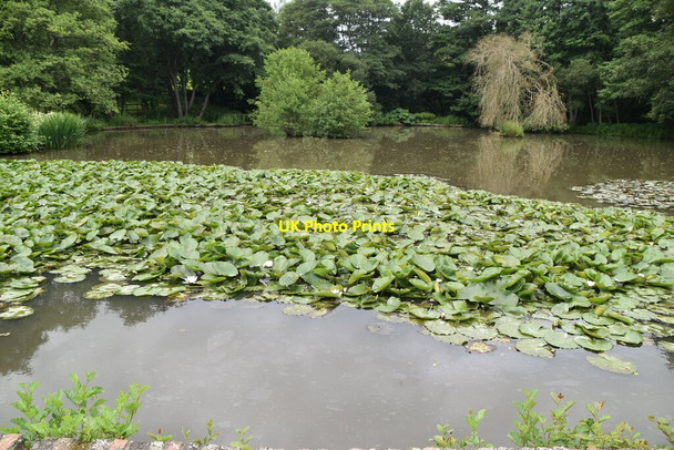 Photo 6"x4" Lily pond, Salman Farm Salmans c2021
