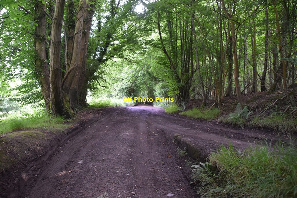 Photo 6"x4" Wooded bridleway Salmans c2021