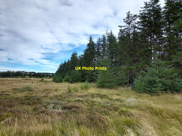 Photo 6"x4" Edge of Conifer Plantation, Achanarras Hill Spittal\/ND1654 c2021