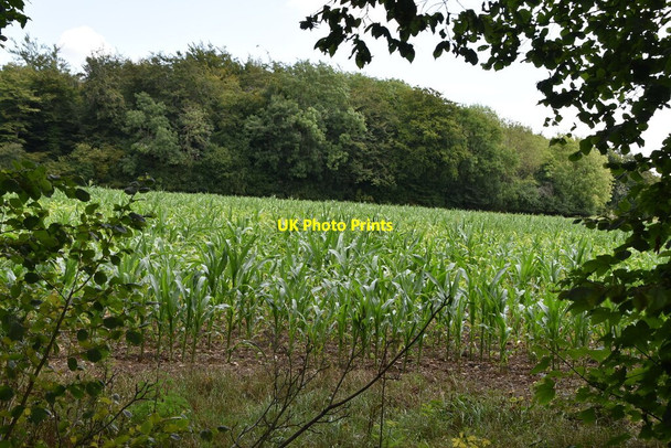 Photo 6"x4" Maize by Penny Pot Lane Sole Street\/TR0949 c2020