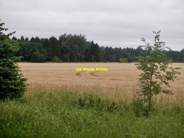 Photo 6"x4" Barley, Bellie Brae Bogmoor c2021