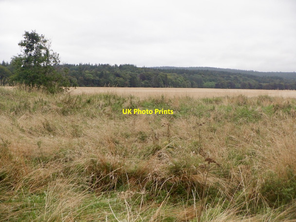 Photo 6"x4" Barley beyond the rough Bogmoor c2021