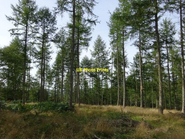 Photo 6"x4" The lower summit of Bucknell Hill Mynd\/SO3574 c2021