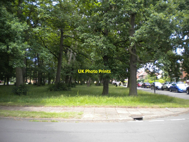 Photo 6"x4" Copse off Northumberland Avenue, Intake Doncaster Common c2021