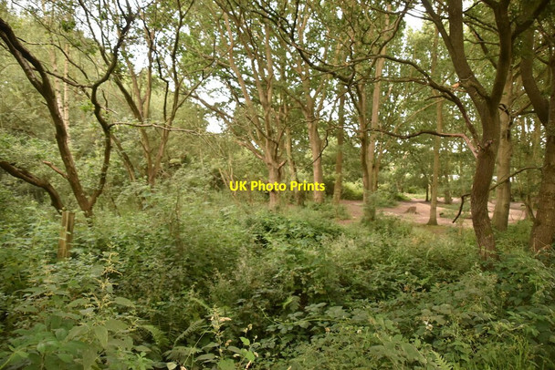 Photo 6"x4" Woodland, Haysden Park Tonbridge c2021
