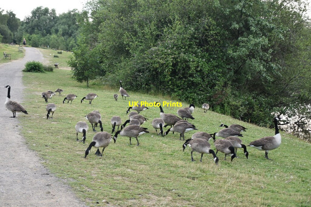 Photo 6"x4" Geese grazing Tonbridge c2021